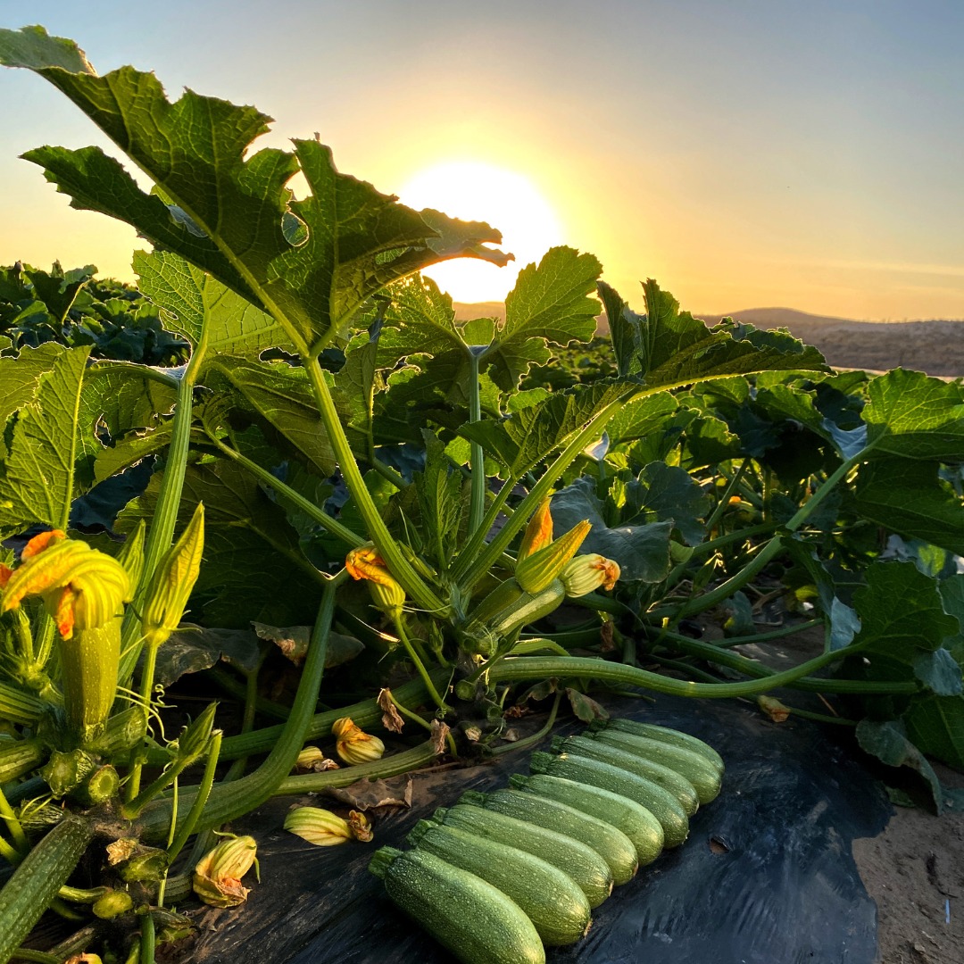 معالجة البذور